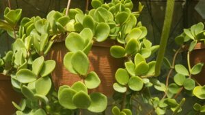 Piperaceae Peperomia sp