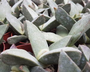 Pleiospilos bolusii