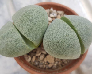 Pleiospilos nelii