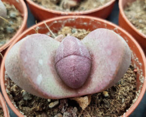 Pleiospilos nelii 'Royal Flush'