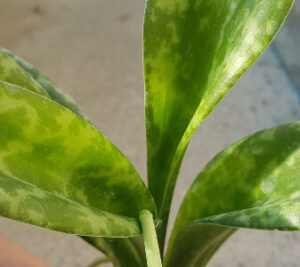 Scilla langobaya