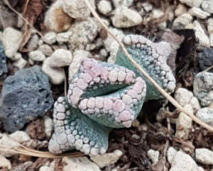 Titanopsis primosii