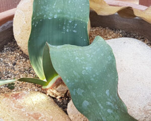 Welwitschia mirabilis