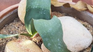 Welwitschiaceae Welwitschia mirabilis