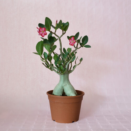 Adenium obesum c vaso 18
