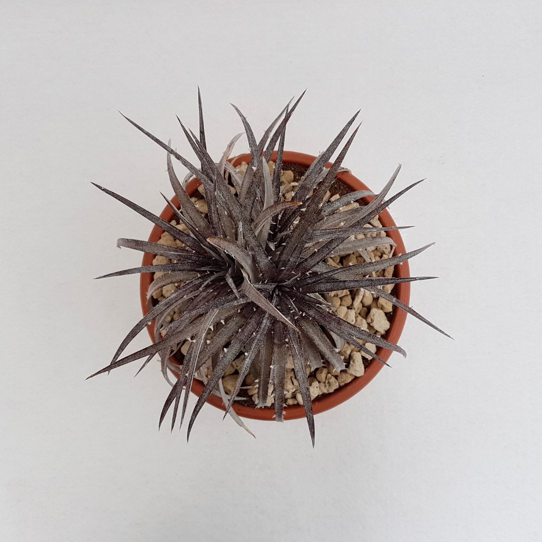 Dyckia hybrid hebdingii vaso Ø 25