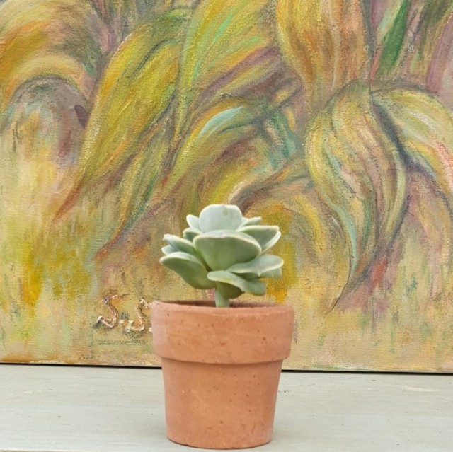 Echeveria Lovely Rose