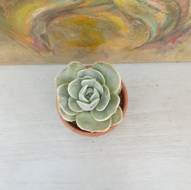 Echeveria Lovely Rose
