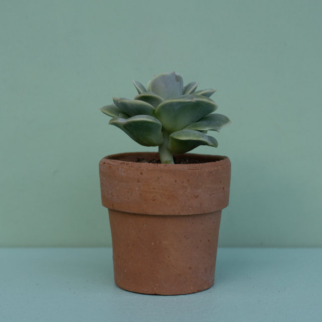 Echeveria Lovely Rose