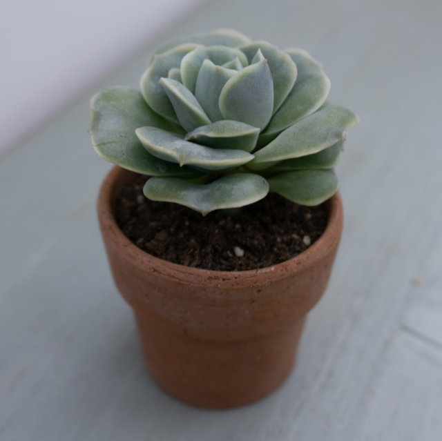 Echeveria Lovely Rose venduta nel Vaso da 5,5 cm