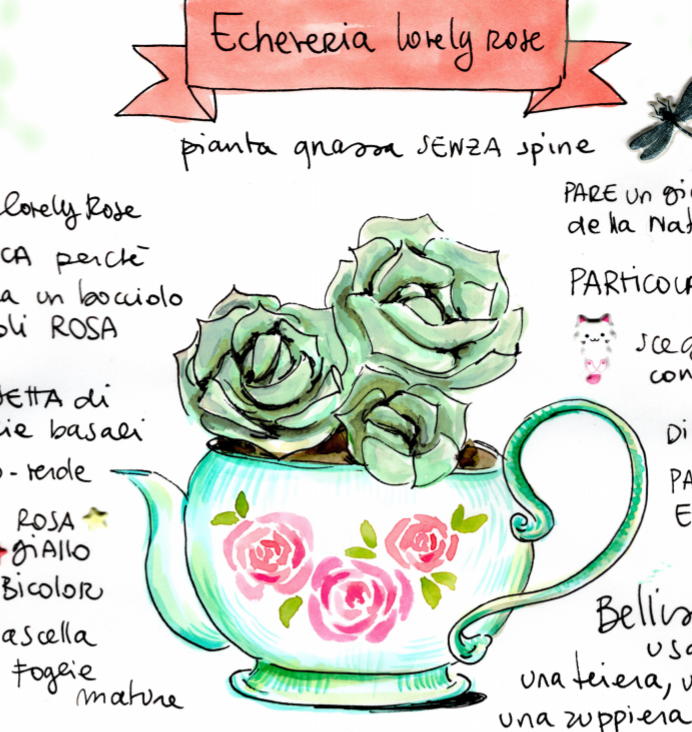 Scheda pdf Echeveria Lovely Rose
