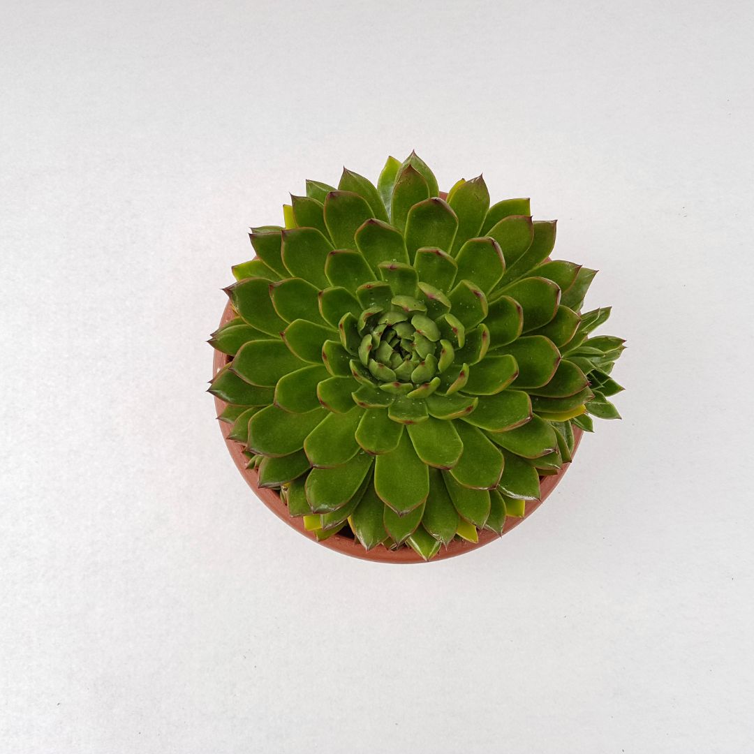 Echeveria agavoides vaso Ø 25