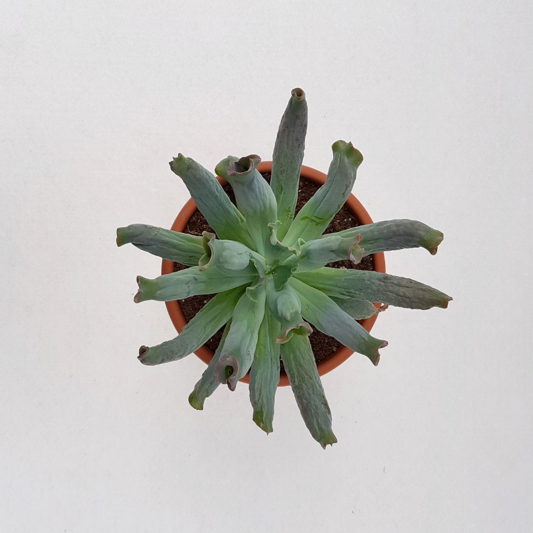 Echeveria culibra vaso 18