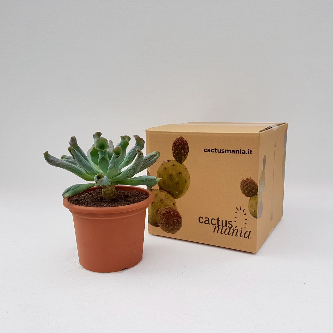 Echeveria culibra vaso 18