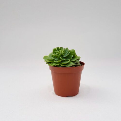 Echeveria lemon rose vaso Ø 14