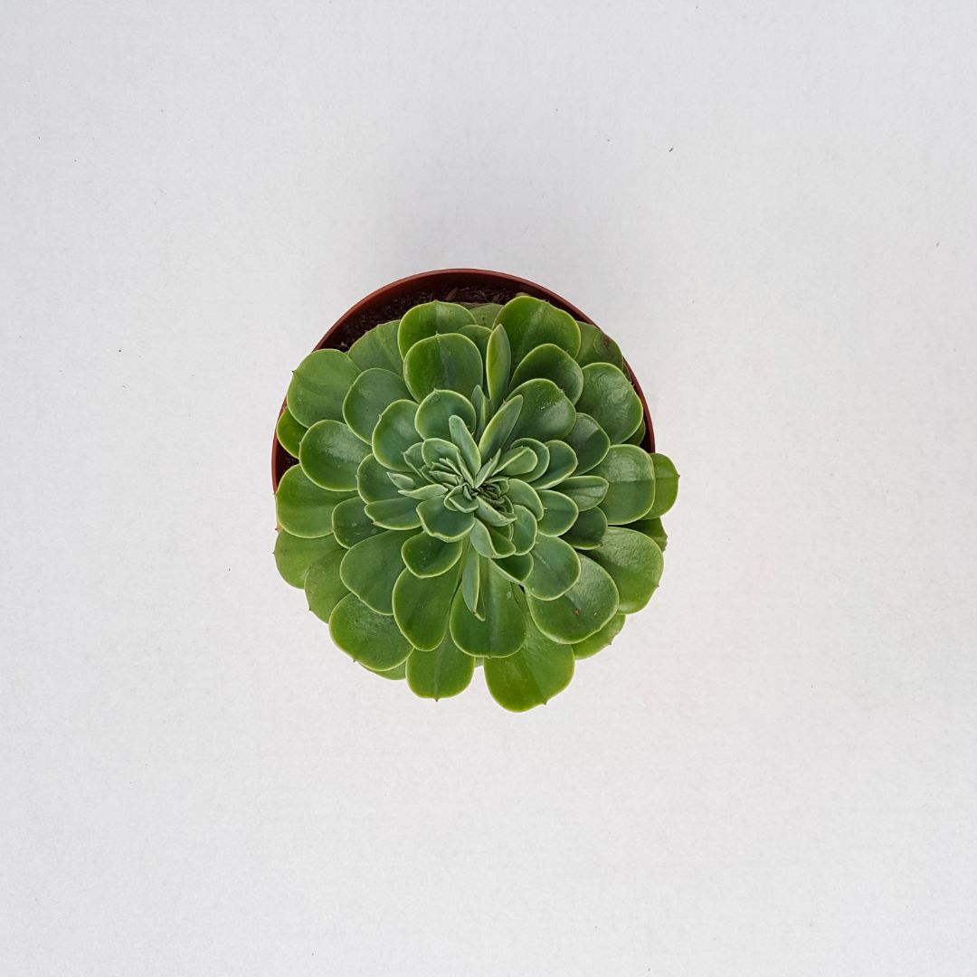 Echeveria lemon rose vaso Ø 14