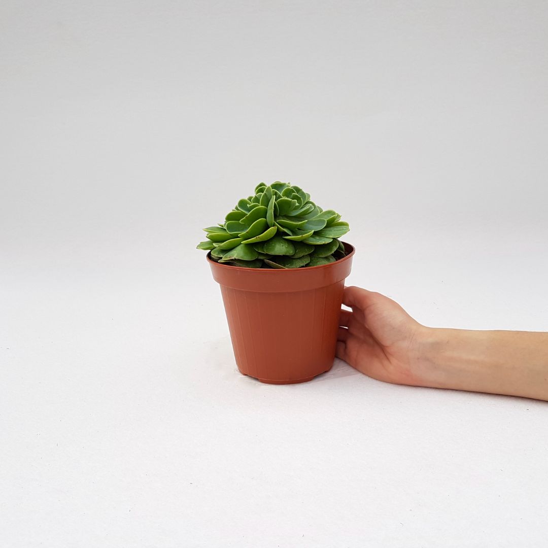 Echeveria lemon rose vaso Ø 14