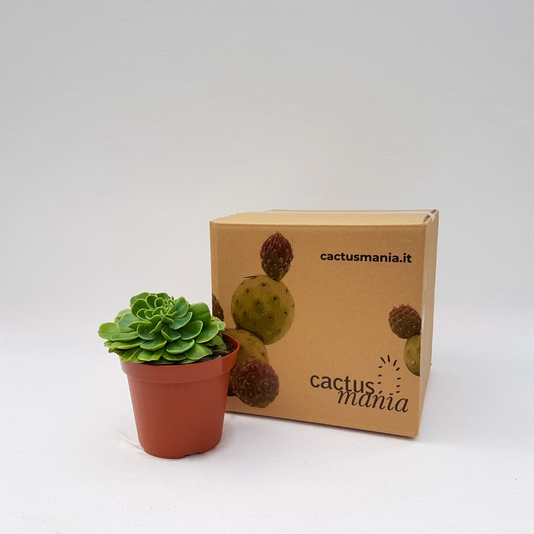 Echeveria lemon rose vaso Ø 14