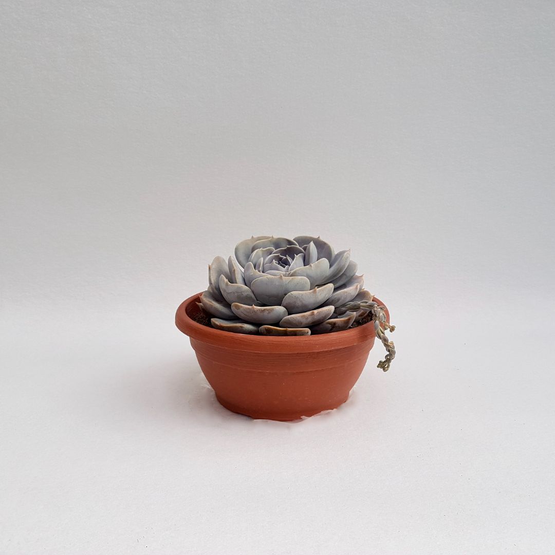 Echeveria lilacina hybrid vaso 25