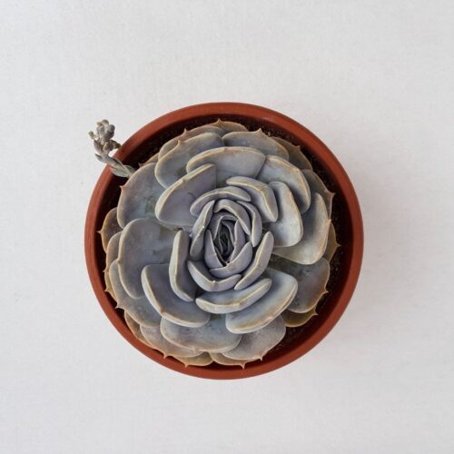 Echeveria lilacina hybrid vaso 25