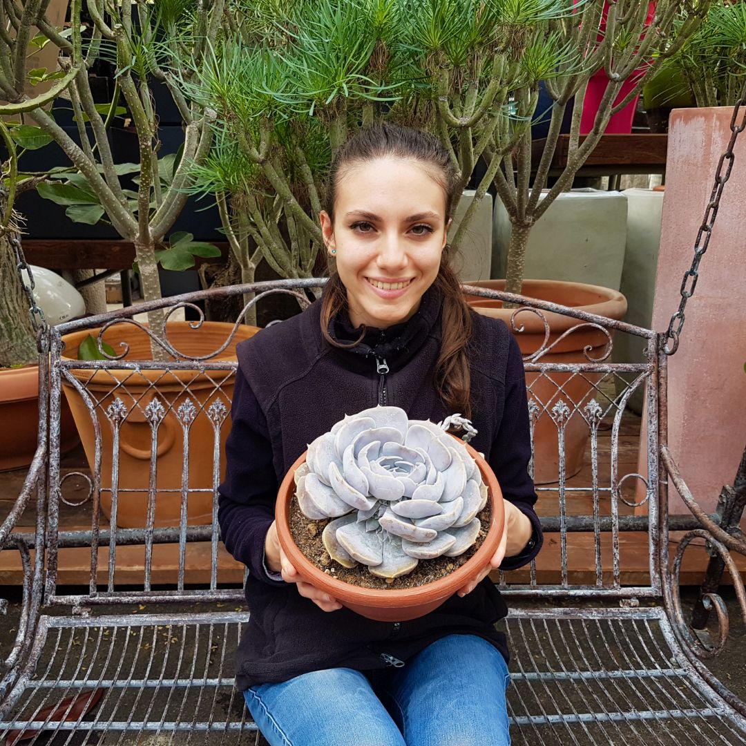 Echeveria lilacina hybrid vaso 25