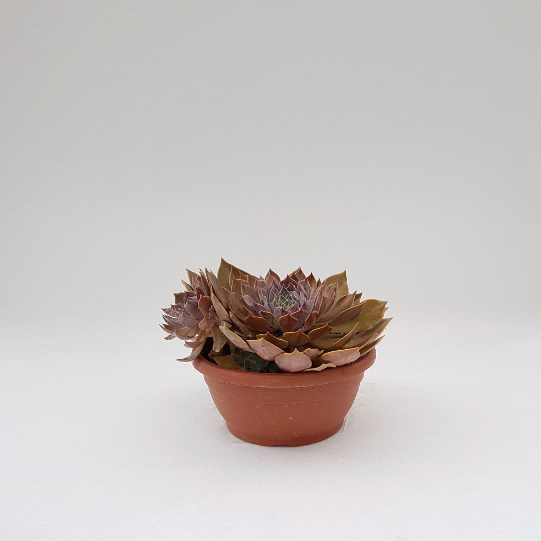Echeveria rob roy vaso 25