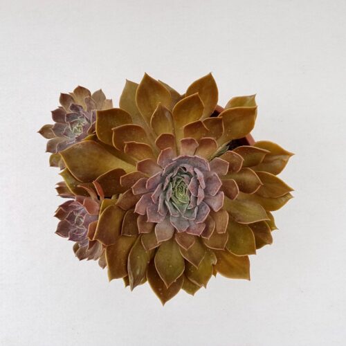 Echeveria rob roy vaso 25