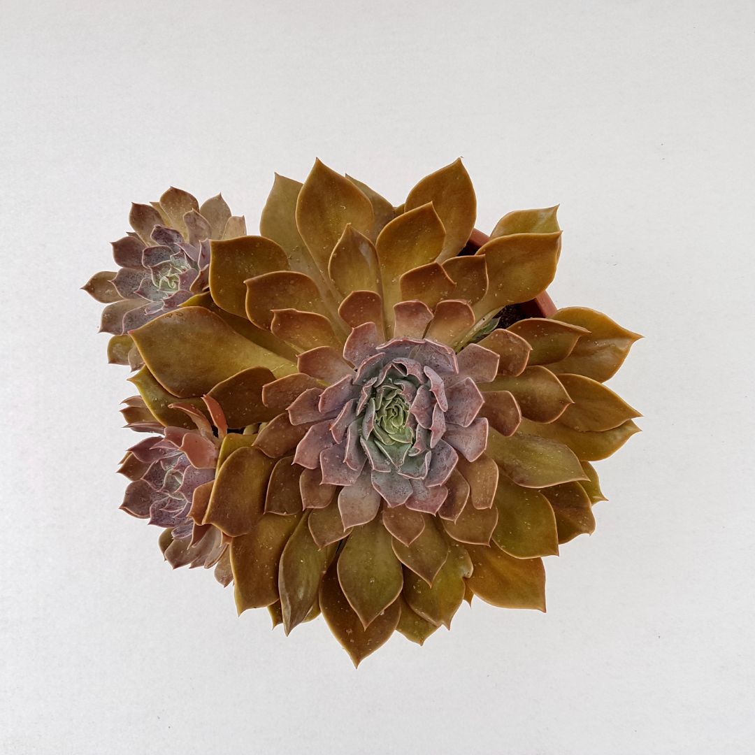 Echeveria rob roy vaso 25