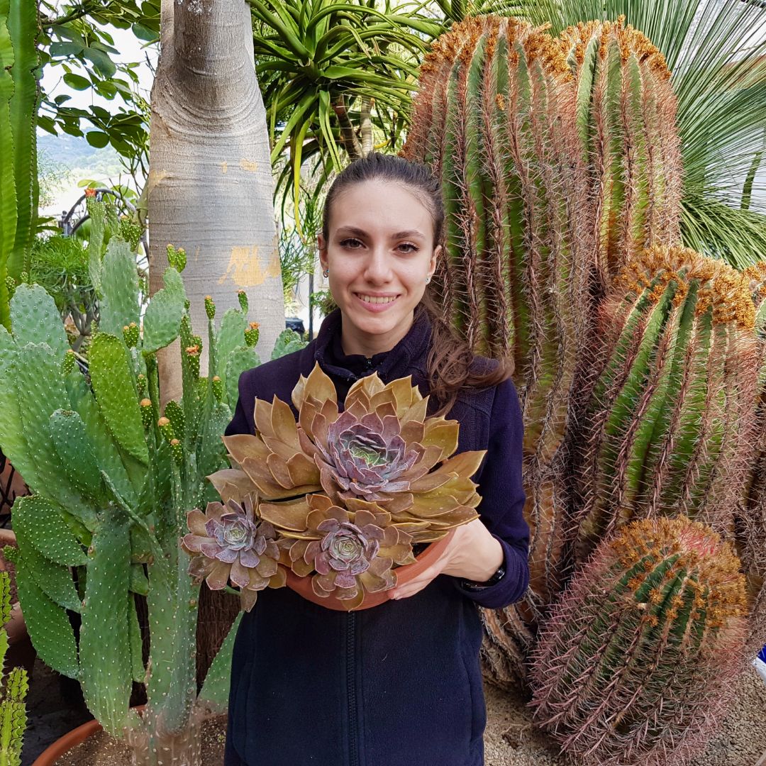 Echeveria rob roy vaso 25