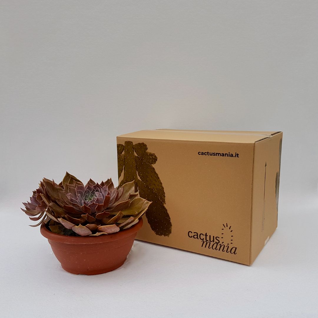 Echeveria Rob Roy vaso 25
