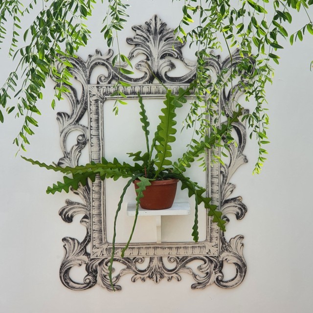 Epiphyllum anguliger