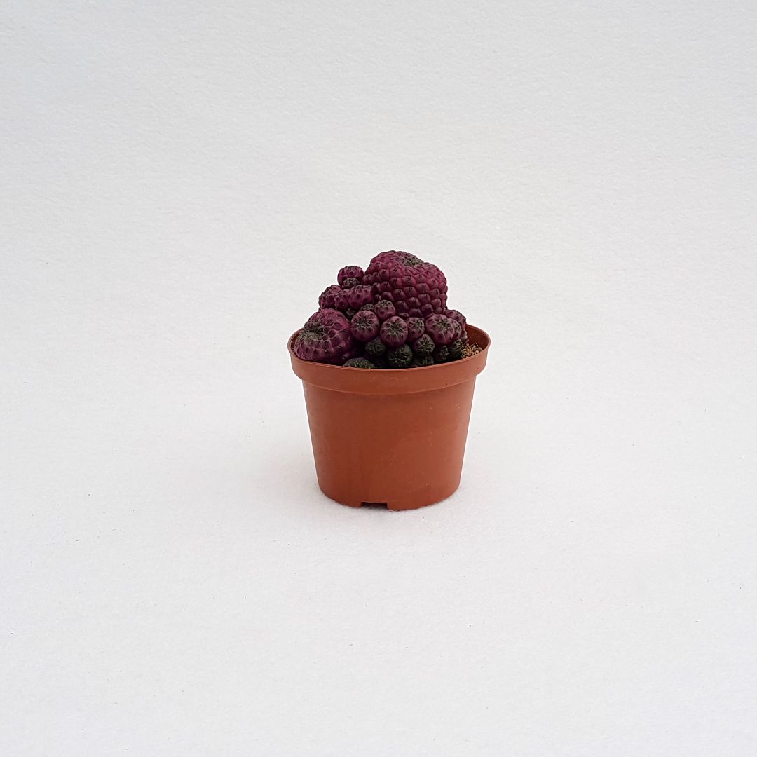 Sulcorebutia rauschii vaso 10,5