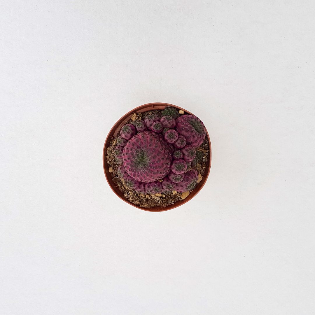 Sulcorebutia rauschii vaso 10,5