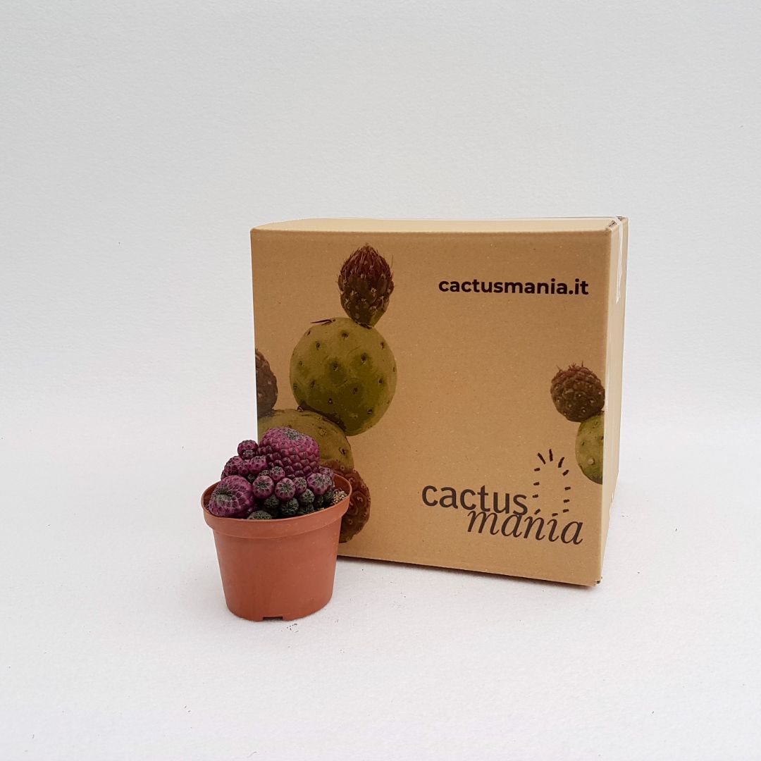 Sulcorebutia rauschii vaso 10,5