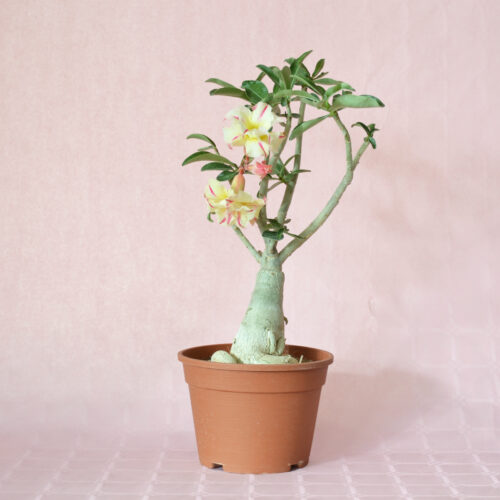 Adenium obesum ''A'' vaso Ø 16