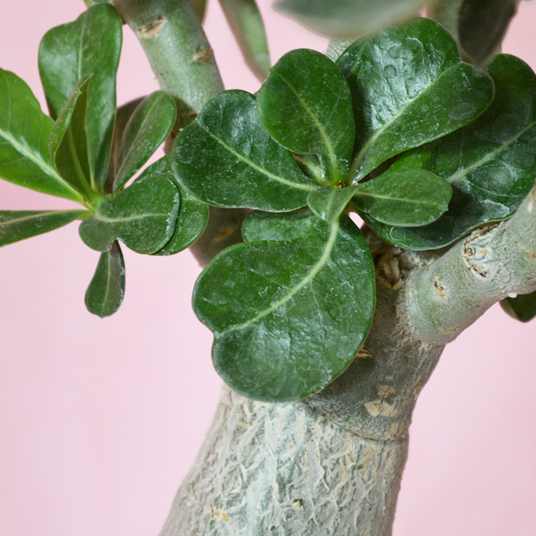 Adenium obesum ''B'' vaso Ø 16
