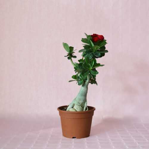 Adenium obesum ''B'' vaso Ø 16