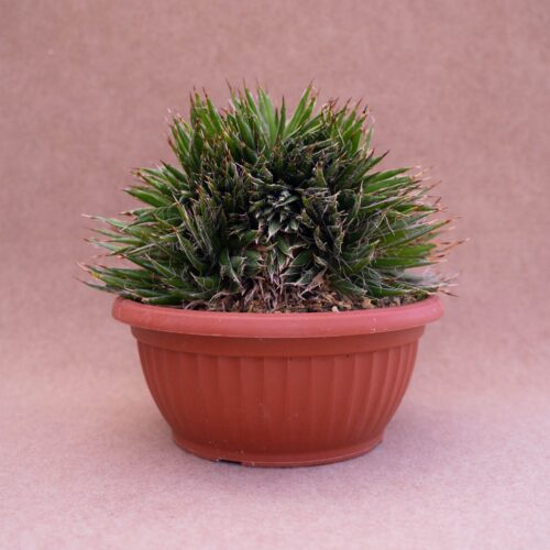 Agave filifera crestata vaso Ø 20
