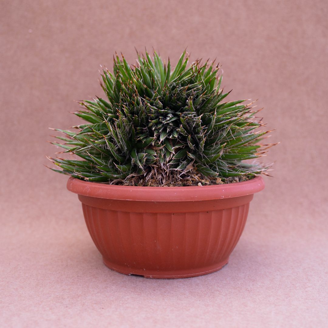 Agave filifera crestata vaso Ø 20