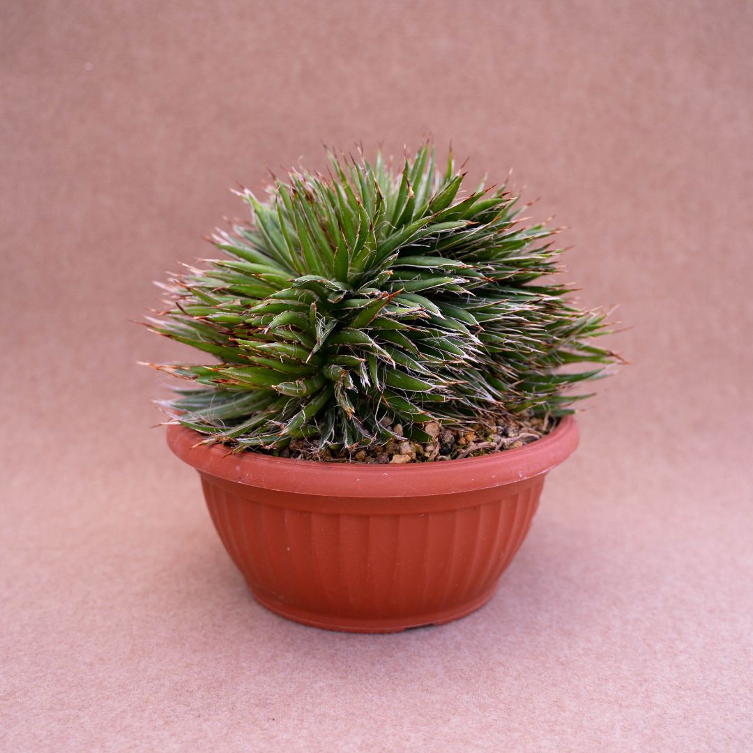 Agave filifera crestata vaso Ø 20