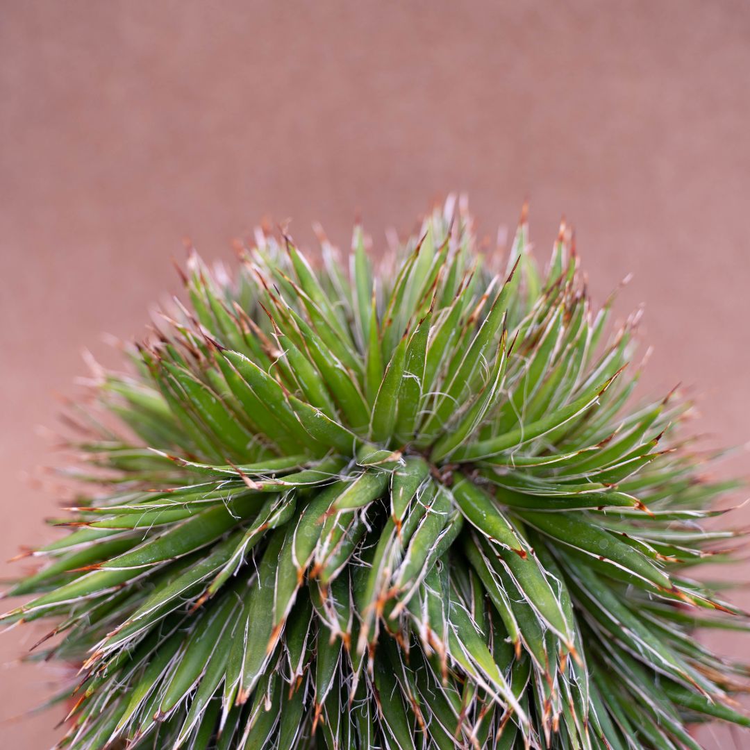 Agave filifera crestata vaso Ø 20