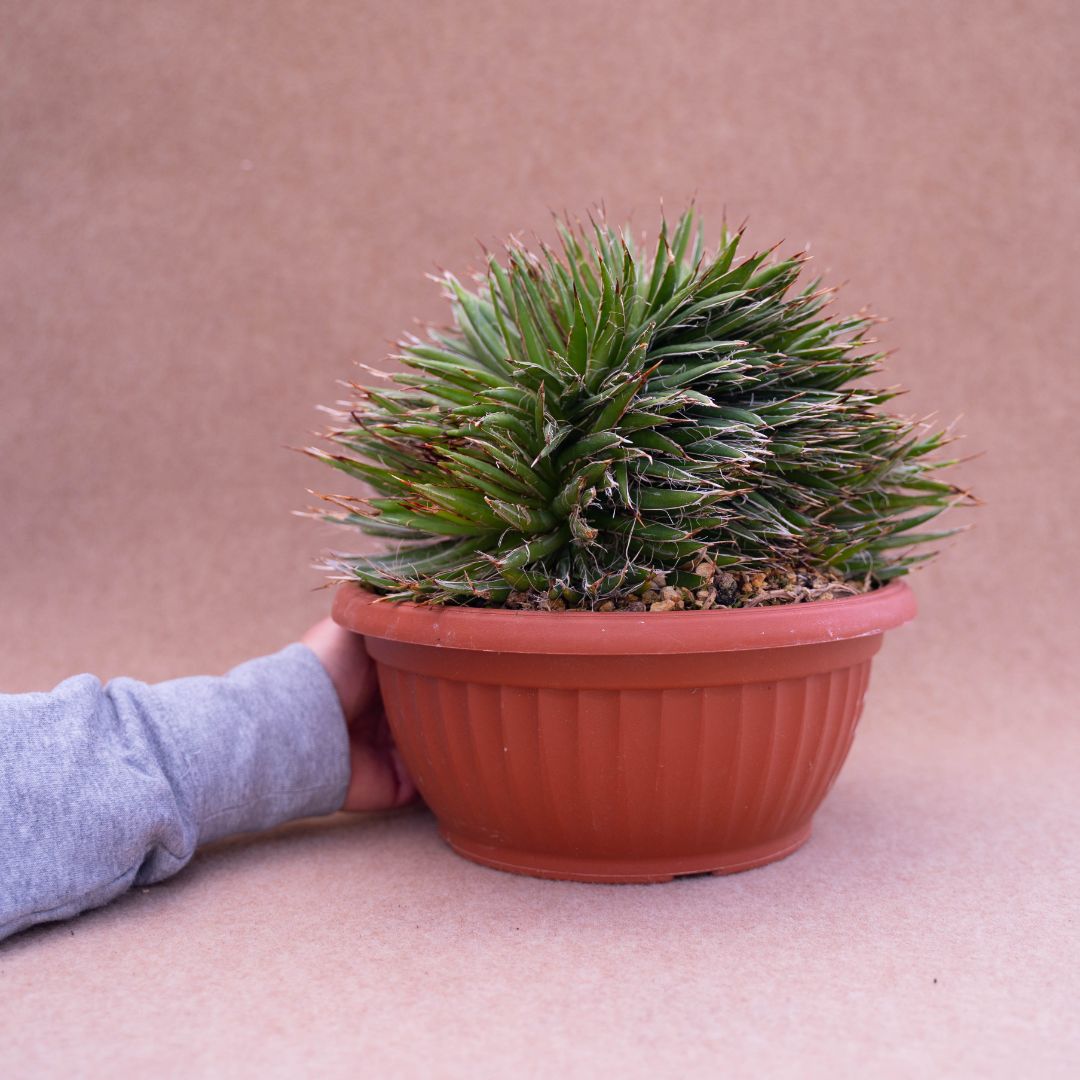 Agave filifera crestata vaso Ø 20