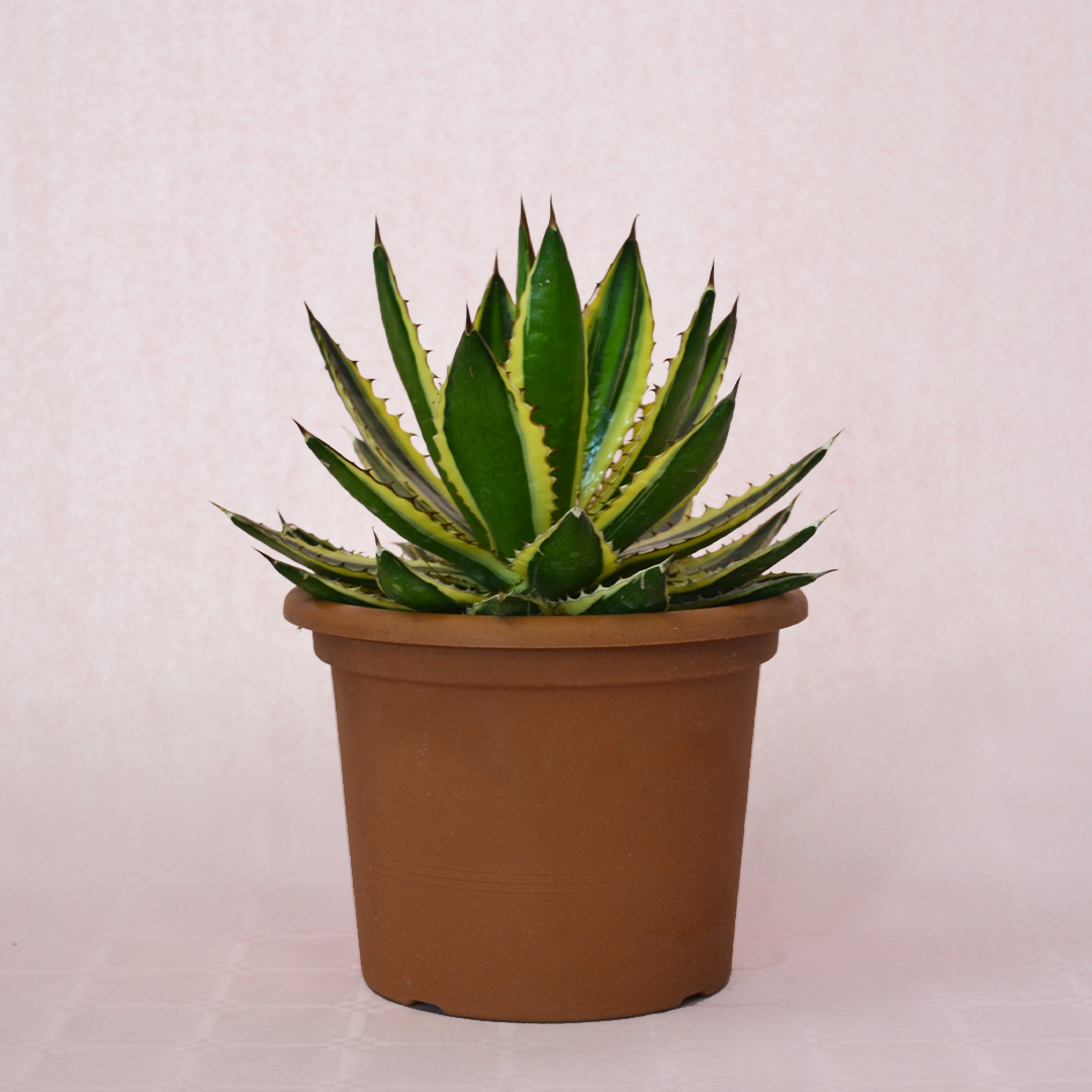 Agave lophantha variegata vaso 18