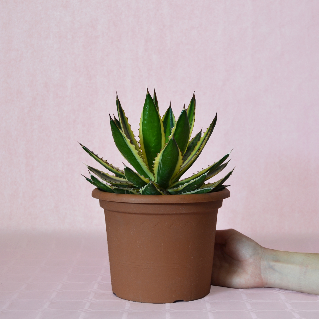 Agave lophantha variegata vaso 18