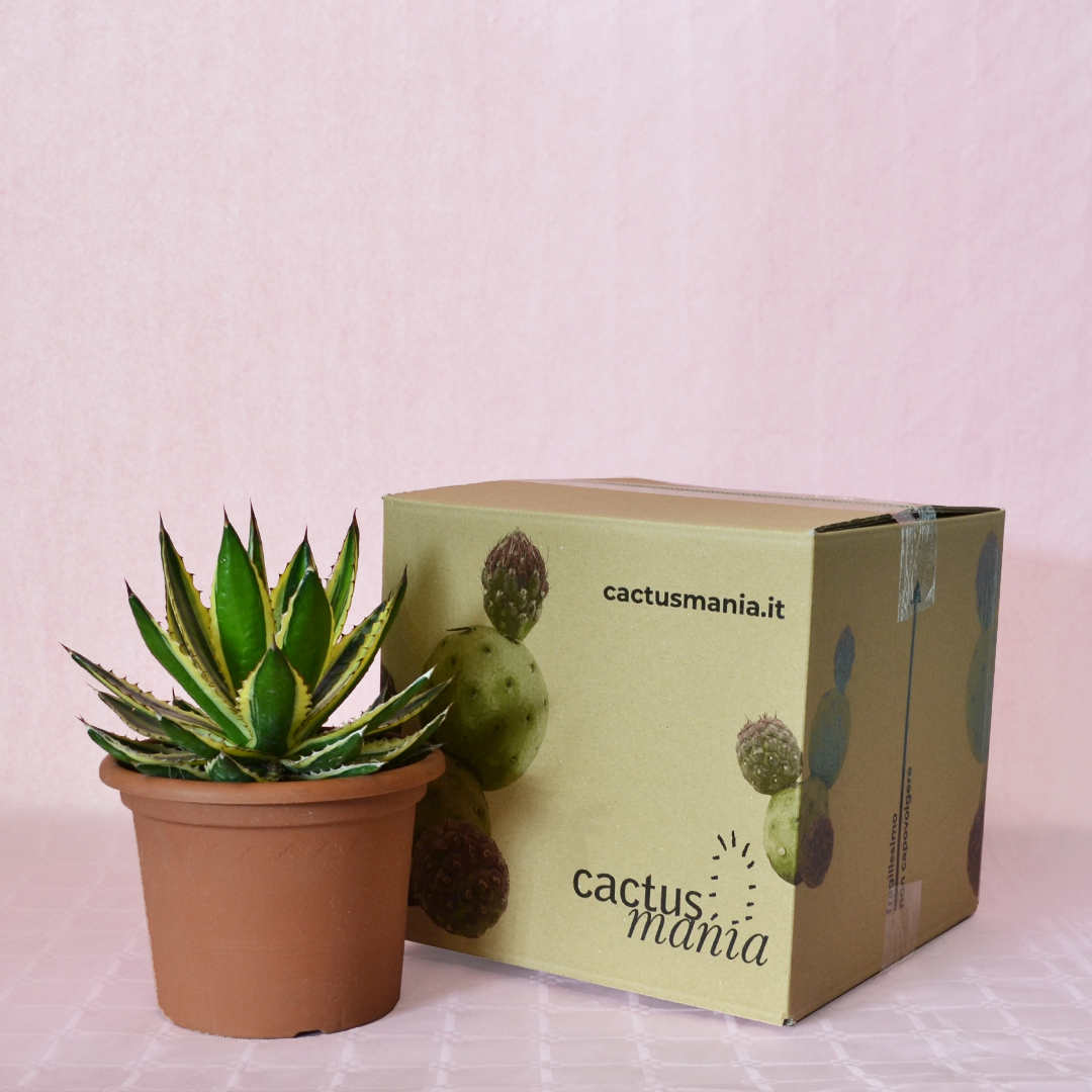 Agave lophantha variegata vaso 18