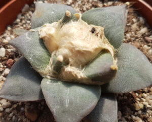 Ariocarpus fissuratus