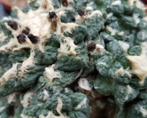 Ariocarpus fissuratus