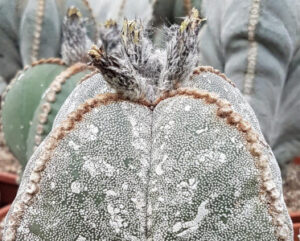 Ariocarpus onzuka quadricostatum