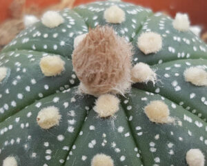 Astrophytum asterias