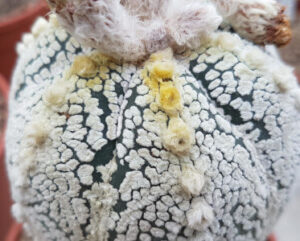 Astrophytum asterias cv super kabuto